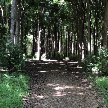 Wai Koa Loop Trail - Hiking Near Me - Kilauea, Hawaii