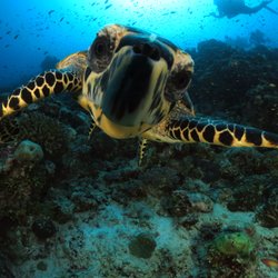 Mass Diving - Turtle