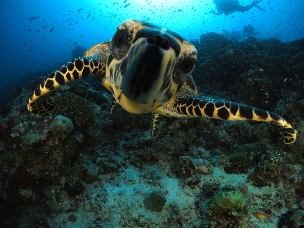 Social spots from Mass Diving