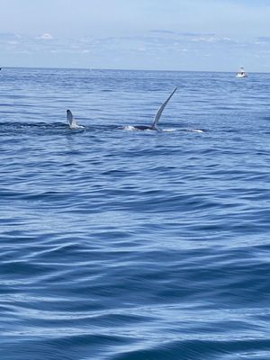 Hyannis Whale Watcher Cruises by null