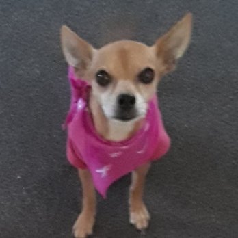 K-9 Style - Pet Groomers Near Me - Honolulu, Hawaii K-9 Style - Pet Groomers Near Me - Honolulu, Hawaii