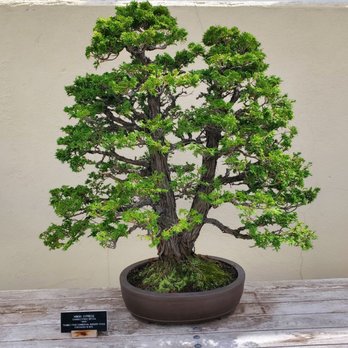 Brooklyn Botanic Garden - Bonsai exhibit - Botanical Gardens Near Me - Brooklyn, New York