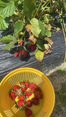 Salem Berry Farm by null