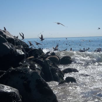 Will Rogers State Beach - Lots of birds enjoying the beautiful weather! October 15, 2013 - Beaches Near Me - Pacific Palisades, California