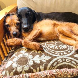 Hudson Valley Dog Farm
