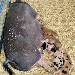 Washington County Fair