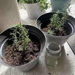 Dollar Tree - These little planters are $1.25 each at dollar tree. It's a really good deal and they have a ton of other designs/shapes/sizes