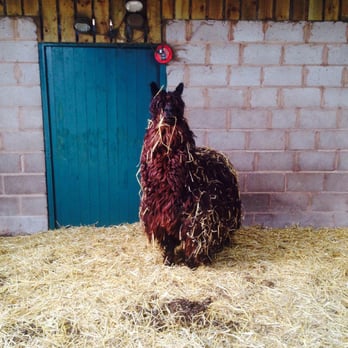 Hoo Farm Animal Kingdom - Alpaca - Zoos Near Me - Telford, TFW