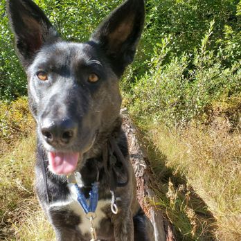 Dog Care By Derek - Thanks to Derek for helping me and this guy out. - Dog Walkers Near Me