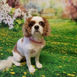 All Paws Spaw - Thank you again! Best grooming she's ever had! And I love the picture you sent us. You're amazing at what you do.