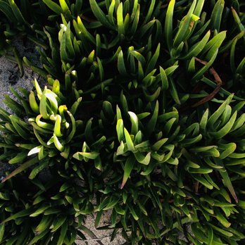 Aliso Beach - some nature aesthetics for ya - Parks Near Me - Laguna Beach, California