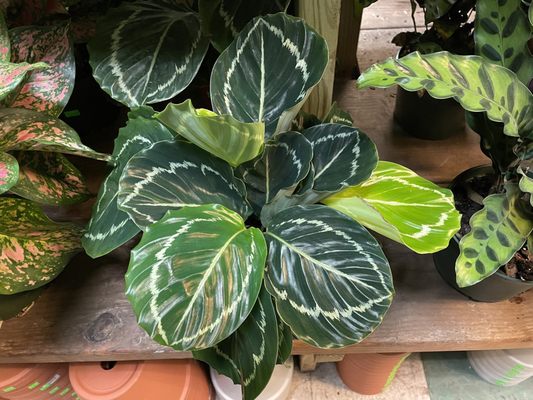 Dahing Plants & Landscaping by null