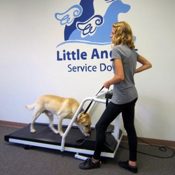 Little Angels Service Dogs - Pet Training Near Me - Jamul, California Little Angels Service Dogs - Pet Training Near Me - Jamul, California