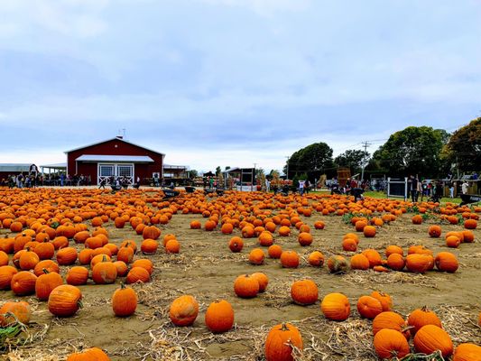Hank's Pumpkintown by null