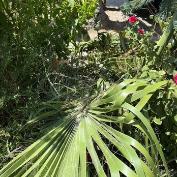 Universal Tree Service - Tree Services Near Me - Bakersfield, California Universal Tree Service - Tree Services Near Me - Bakersfield, California