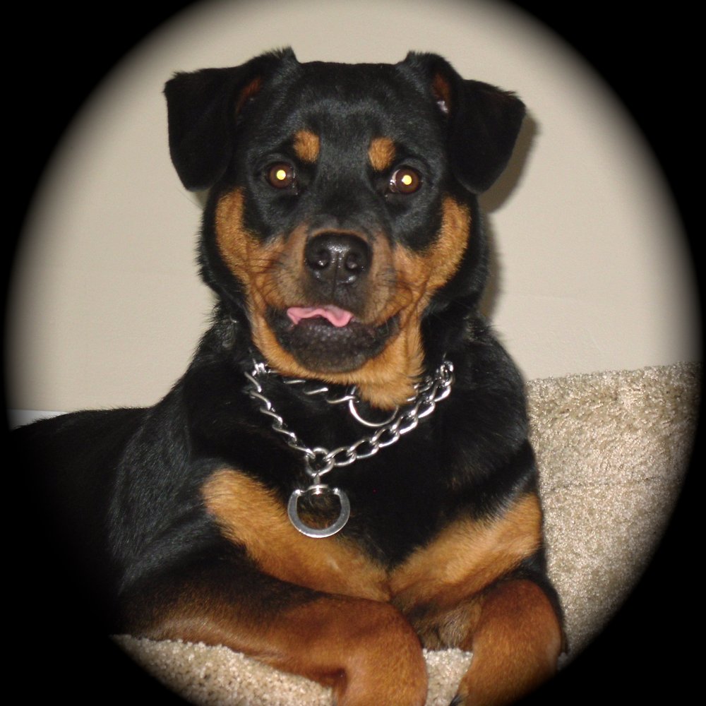 A New Dog - Dakota @ 12 months - Pet Sitting Near Me - Geneva, Illinois
