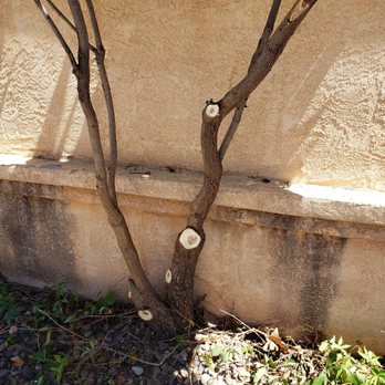 Monkey's Tree Services - My bonus surprise. - Tree Services Near Me - Albuquerque, New Mexico