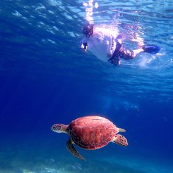 Chac-Choc Tours & Rentals - Turtle!
