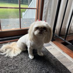 Grateful Pet Grooming Salon - Charlee