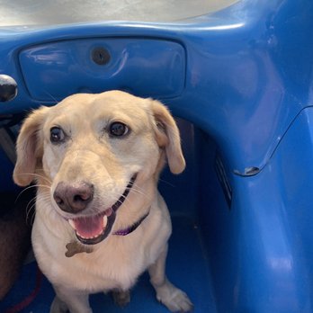 Coast EV - Our dog riding in the buggie! - Golf Cart Rentals Near Me - Santa Barbara, California