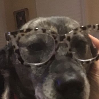 Posh Pets Rescue - She just goes along with everything and loves us as much as we love her! - Animal Shelters Near Me - Long Beach, New York