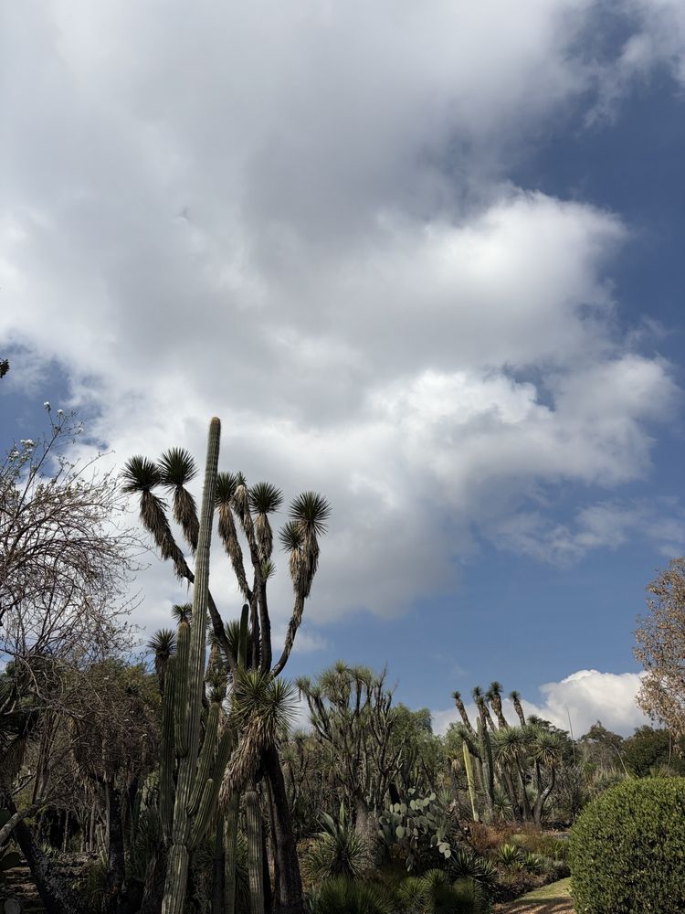 Jardín Botánico del Instituto de Biología - UNAM
