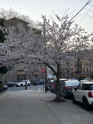 Fort Hamilton by null