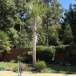 P&L Palms - Young palms growing and opening beautifully!!! These were the partially grown palms! Highly recommend!