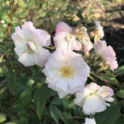 Boca Raton Garden Club