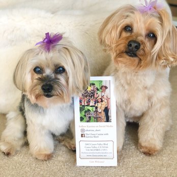 Classy Canine's Wiggle Rumps - @juicy.and.izzy groomed by Katrina - Pet Groomers Near Me - Castrovalley, California