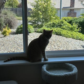 Superior Window - Custom made window sill for my cats! - Windows Installation Near Me - North Highlands, California