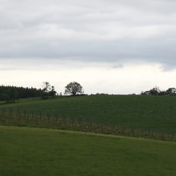Monks Gate - The vineyard - Wineries Near Me - Carlton, Oregon