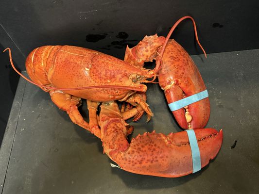 Acton Seafood and Burger Company by null