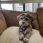 Photo of Puff & Fluff Grooming - Uptown