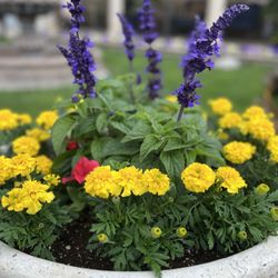 International Plant Growers