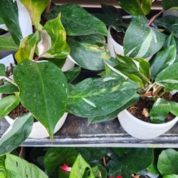 Walmart Supercenter - Good variegation.