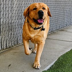 Happy Tails Pet Resort - My dog