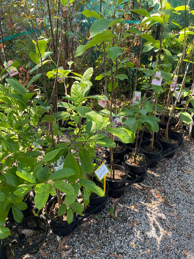 CARSELDINE NURSERY Updated February 2025 769 Beams Rd, Carseldine Queensland, Australia