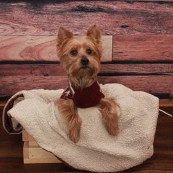 Bubbles And Bows Professional Pet Services