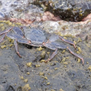 Kaimana Beach - Crab - Beaches Near Me - Honolulu, Hawaii Kaimana Beach - Crab - Beaches Near Me - Honolulu, Hawaii