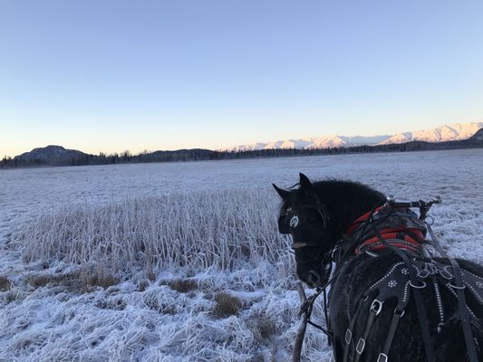 Alaska Horse Adventures, LLC by null