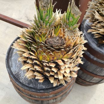Desert Door - the Sotol root... - Distilleries Near Me - Driftwood, Texas Desert Door - the Sotol root... - Distilleries Near Me - Driftwood, Texas