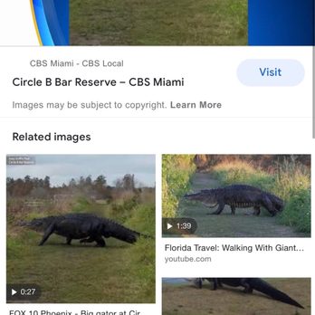 Circle B Bar Reserve - Yes they're known for the massive 13-15 ft gator... - Hiking Near Me - Lakeland, Florida Circle B Bar Reserve - Yes they're known for the massive 13-15 ft gator... - Hiking Near Me - Lakeland, Florida