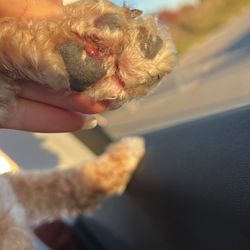 Dogs City - Mariam the owner who i took my dog to, injured my dog and is not taking any responsibility