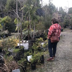 Damanakis Nursery - Plants