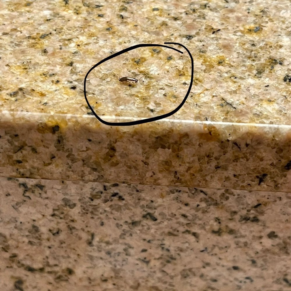 Bug