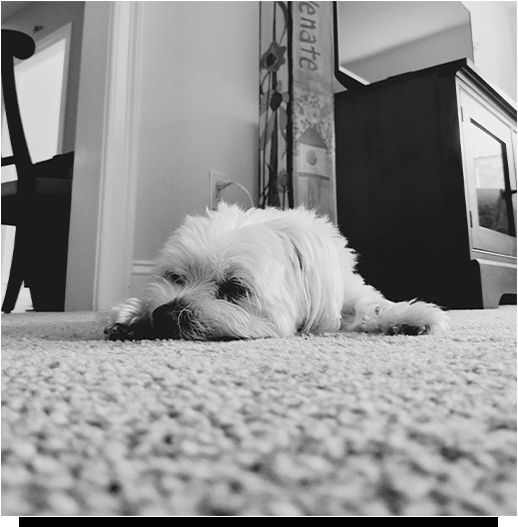 ROYALE CANINE & FELINE PROFESSIONAL PET CARE Updated September 2024