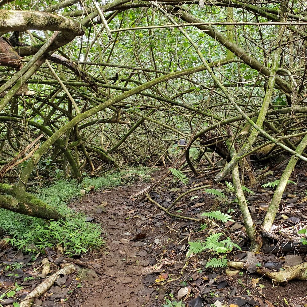 Waimano Loop Trail - Overlapping branches - Hiking Near Me - Pearl City, Hawaii Waimano Loop Trail - Overlapping branches - Hiking Near Me - Pearl City, Hawaii