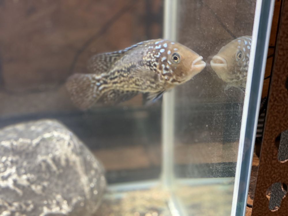 PET PALACE 12 Photos 3720 Hardy St, Hattiesburg, Mississippi Pet