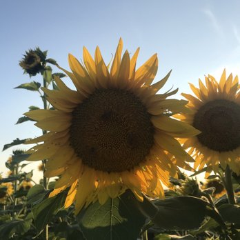 Evans Orchard & Cider Mill - Sunflower field - Fruits & Veggies Near Me - Georgetown, Kentucky Evans Orchard & Cider Mill - Sunflower field - Fruits & Veggies Near Me - Georgetown, Kentucky